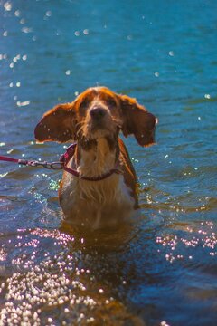 Vertical shot of a Brittany dog swimming a lake