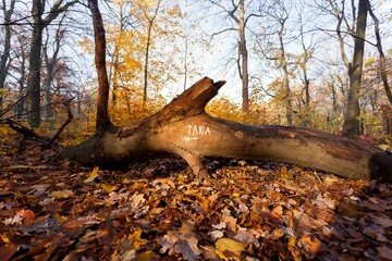 Old, dried tree trunk left in a warm autumn forest in sunrise