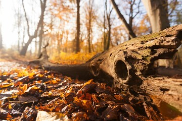 Old, dried tree trunk left in a warm autumn forest at sunrise