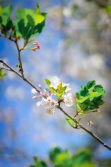 Selective focus of a tree twig with blooming white flowers against a blue sky
