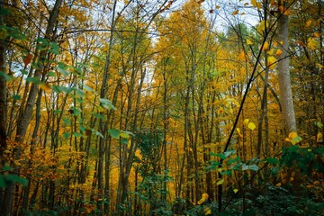Half-green, half-yellow foliage  in a forest with tall trees