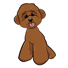 Little chocolate brown and fluffy toy poodle with its head tilted to the side And tongue sticking out