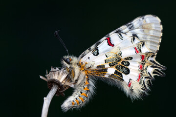 Closeup   beautiful butterflies ( Zerynthia cerisyi ) sitting on the flower. - 784372455