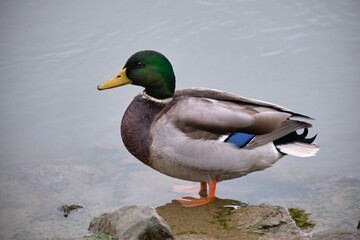 Obraz premium Male mallard standing on rock at the lake shore