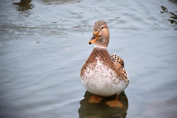 Female mallard standing in the clear shallow water of the lake