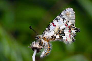 Closeup   beautiful butterflies ( Zerynthia cerisyi ) sitting on the flower. - 784372844