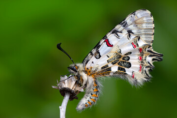 Closeup   beautiful butterflies ( Zerynthia cerisyi ) sitting on the flower. - 784372876