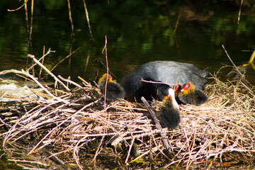 Closeup shot of a Eurasian coot with its cooties in a nest