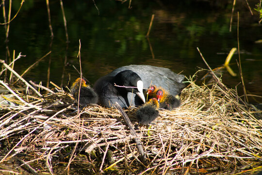 Closeup shot of a Eurasian coot with its cooties in a nest