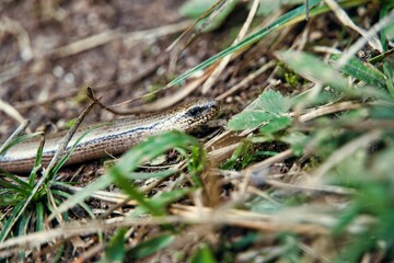 Closeup of a slow worm, Anguis fragilis.