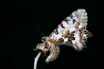 Closeup   beautiful butterflies ( Zerynthia cerisyi ) sitting on the flower. - 784373290