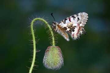 Closeup   beautiful butterflies ( Zerynthia cerisyi ) sitting on the flower. - 784373804