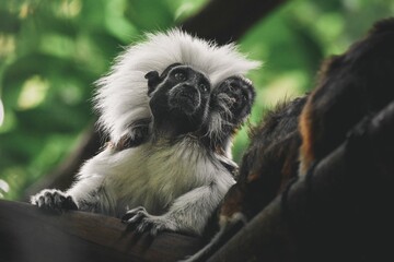 Closeup of a cute cotton-top tamarin with its baby on the branch