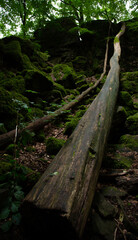 vertical shot of fallen trees lying on the mossy ground