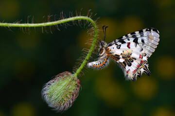 Closeup   beautiful butterflies ( Zerynthia cerisyi ) sitting on the flower. - 784374427