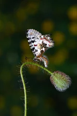 Rolgordijnen Closeup   beautiful butterflies ( Zerynthia cerisyi ) sitting on the flower. © blackdiamond67