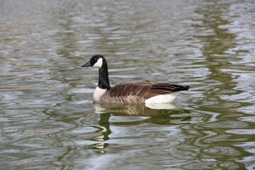 Beautiful view of a goose in the lake