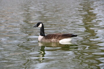 Fototapeta premium Beautiful view of a goose in the lake
