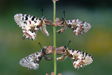 Closeup   beautiful butterflies ( Zerynthia cerisyi ) sitting on the flower. - 784375021