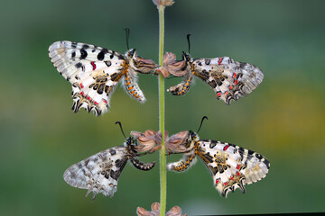 Closeup   beautiful butterflies ( Zerynthia cerisyi ) sitting on the flower. - 784375026