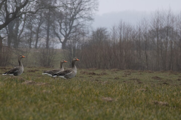 Grey geese walks on green meadow against a forest background under a cloudy sky