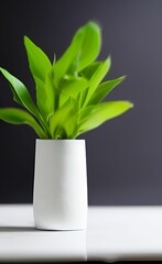 Fresh plant in a pot with bright green leaves placed on the table in the living room