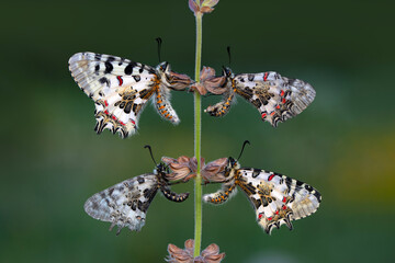 Closeup   beautiful butterflies ( Zerynthia cerisyi ) sitting on the flower. - 784375491