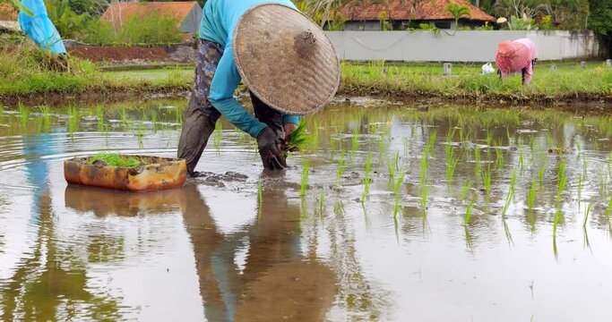 Slow-motion shot, farmer woman stoops in mud of flooded rice field, holding bundle of seedlings. Taking small handful of sprouts, she inserts-plants them in muddy soil. farmer's face is not visible
