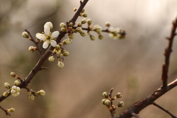 fiori di prugnolo selvatico in primavera