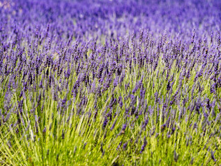 Lavender fields in bloom in Provence