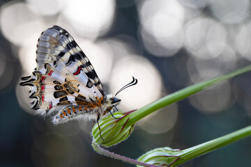 Closeup   beautiful butterflies ( Zerynthia cerisyi ) sitting on the flower. - 784376828