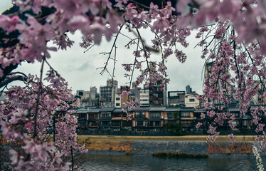 Pink Sakura, cherry blossoms in front of the Kyoto Kamo Riverside. Japanese architecture on a rainy day in spring