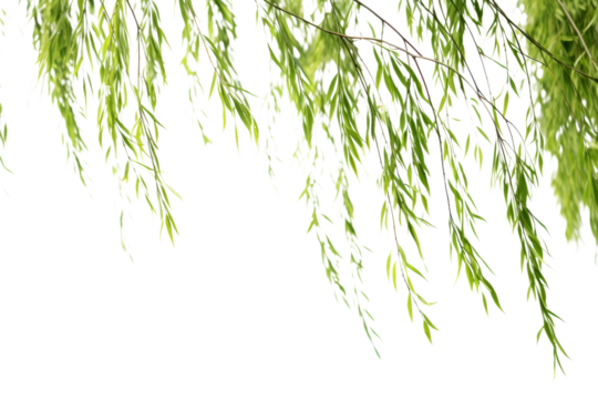 Willows with light green leaves swaying in the breeze. isolated on a transparent background.