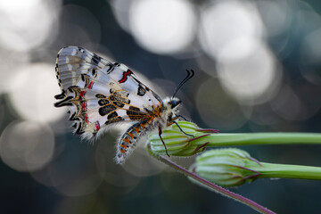 Closeup   beautiful butterflies ( Zerynthia cerisyi ) sitting on the flower.