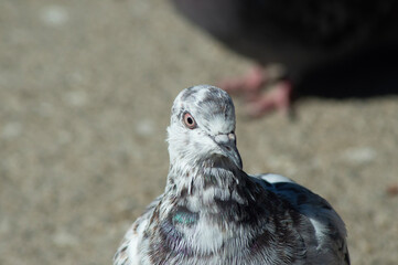 a pigeon in a lagoon in summer