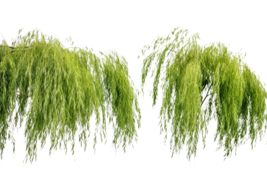 Willows with light green leaves swaying in the breeze. isolated on a transparent background.