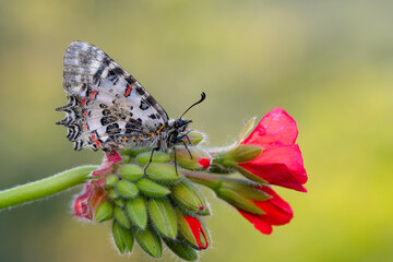 Closeup   beautiful butterflies ( Zerynthia cerisyi ) sitting on the flower. - 784377415