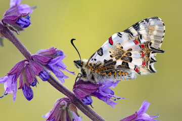 Closeup   beautiful butterflies ( Zerynthia cerisyi ) sitting on the flower. - 784377816