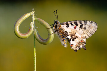 Closeup   beautiful butterflies ( Zerynthia cerisyi ) sitting on the flower. - 784377819