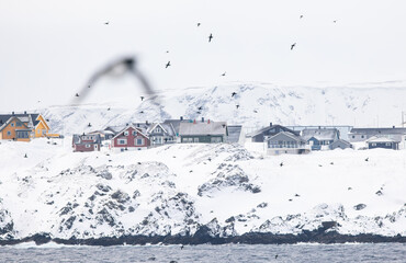 colorful houses of Vardo Norway shore in winter with birds flying in the sky
