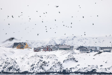 colorful houses of Vardo Norway shore in winter with birds flying in the sky