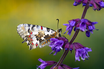Closeup   beautiful butterflies ( Zerynthia cerisyi ) sitting on the flower. - 784378493