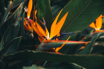 Strelitzia or bird of paradise flowering on Madeira island close up