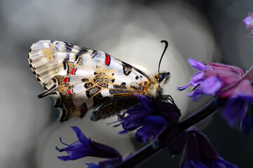 Closeup   beautiful butterflies ( Zerynthia cerisyi ) sitting on the flower. - 784379097