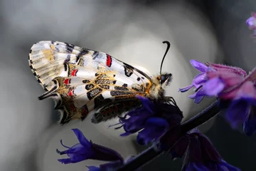 Foto op Canvas Closeup   beautiful butterflies ( Zerynthia cerisyi ) sitting on the flower. © blackdiamond67
