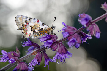 Closeup   beautiful butterflies ( Zerynthia cerisyi ) sitting on the flower. - 784379233