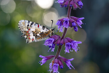 Closeup   beautiful butterflies ( Zerynthia cerisyi ) sitting on the flower. - 784379629
