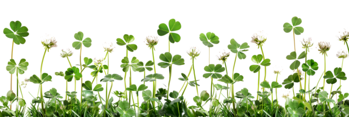Green clover leaves isolated on a transparent background