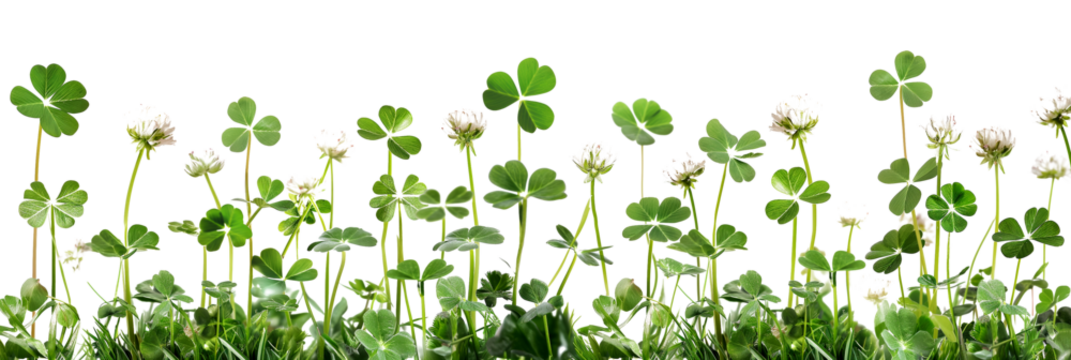 Green clover leaves isolated on a transparent background