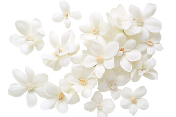 White flowers blooming. isolated on a transparent background.